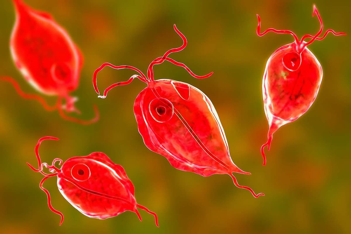 Trichomoniasis – a sexually transmitted infection